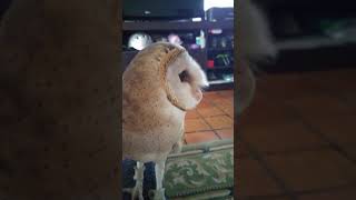 Quincy the barn owl likes to talk [upl. by Zebada309]