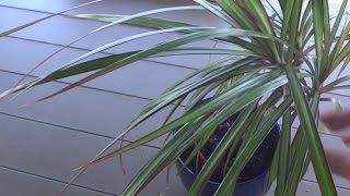 How to Propagate Dragon Tree Dracaena Marginata [upl. by Nelleeus]