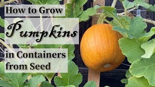 How to Grow Pumpkins in Containers from Seed  Easy planting guide [upl. by Ardrey]