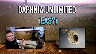 How I Raise Daphnia Water Fleas And You Can Too [upl. by Akimad]