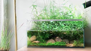 Aquascaping Tutorial  Creating a Pond Tank from Scratch [upl. by Elonore]