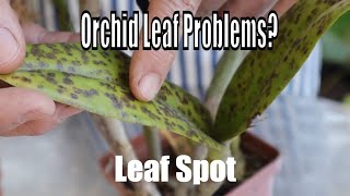 Orchid leaf problems Orchid Diseases and Fungus treatment and prevention from a professional [upl. by Hcone]