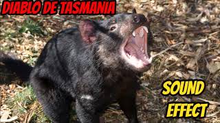 Sonido diablo de tasmania Tasmanian Devil sound [upl. by Frey]