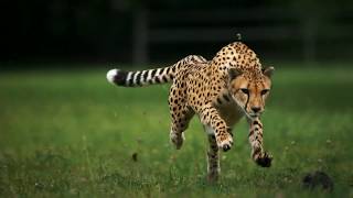 Cheetah Running In Slow Motion [upl. by Blondie690]