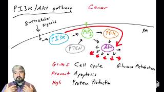 PI3KAkt pathway  part 1 Overview [upl. by Enawd346]