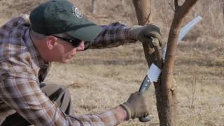 Ask an Arborist Why Do I Need to Prune [upl. by Nyllij]