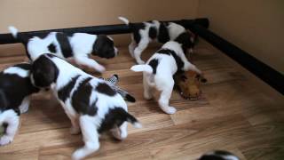 Springer Spaniel Puppies At Play [upl. by Notla]