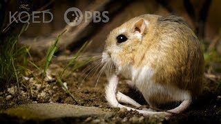 Kangaroo Rats Are Furry SpringLoaded Ninjas  Deep Look [upl. by Dietrich]