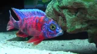 Malawi Cichlids Aulonocara OB von Julian [upl. by Burton]