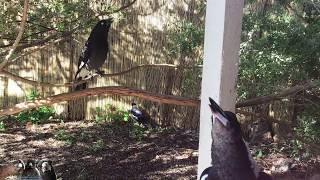 Magpie amp Currawong Duet [upl. by Ellita359]