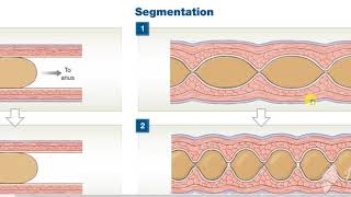 Peristalisis Vs Segmentation [upl. by Aicilanna755]