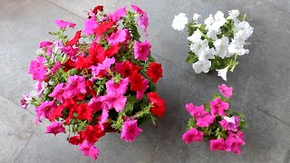 5 SECRETS to Get 100X More FLOWERS on Petunia [upl. by Willa]