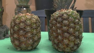 Ananas vermehren ganz einfach und ich zeige euch wie es geht Viel Spaß [upl. by Aracaj]