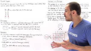 Genotypes Phenotypes and Punnett Square [upl. by Anaele912]