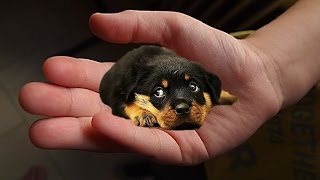 The tiniest dogs in the world  small dog breeds [upl. by Gintz]