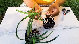 How to plant Vanda Orchids  Vanda Orchids Care Tips  Learn Gardening [upl. by Blakeley150]