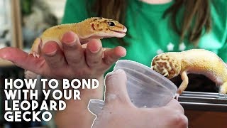 5 TIPS TO MAKE YOUR GECKO LOVE YOU [upl. by Elimac570]