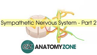 Sympathetic Nervous System Anatomy  Part 2 [upl. by Anirehtac]