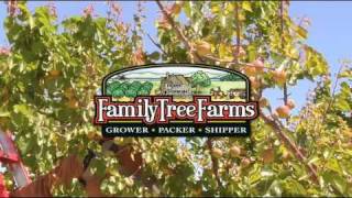 Apricots From Family Tree Farms [upl. by Ahab]