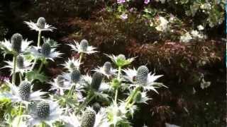 The Garden Ghost Eryngium giganteum [upl. by Ahsiuqet412]