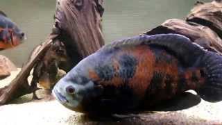 Introducing giant oscar cichlid to tank [upl. by Akanke]