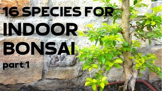 16 Tree Species for Indoor Bonsai Part 1 [upl. by Aliam]