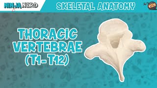 Thoracic Vertebrae T1T12 Anatomy [upl. by Assirat]