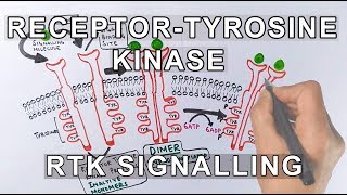 Receptor Tyrosine Kinase  RTK Signalling [upl. by Hibbs]