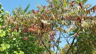 Staghorn Sumac Beauty and Management [upl. by Sanson]