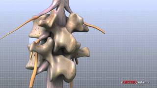 Lumbar Spine Anatomy [upl. by Atikahc]