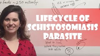 Lifecycle of Schistosomiasis Parasite [upl. by Yvette199]