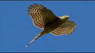 Sparrowhawk Bird Call Bird Song [upl. by Alyel]