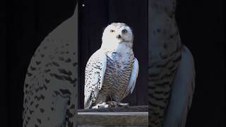 Snowy Owl Sounds [upl. by Greta]