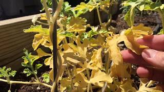 Yellowing Watermelon Plant  Amending Soil [upl. by Sllew]