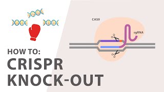 How to perform a CRISPR Knockout Experiment [upl. by Oneill]