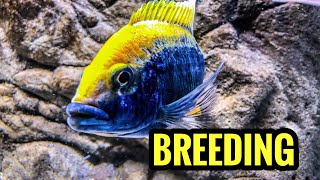 Breeding African Cichlids Is Easy [upl. by Eenert]