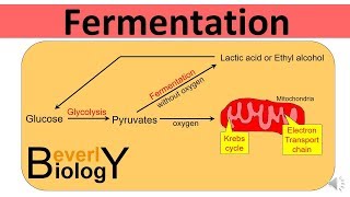 Glycolysis and Fermentation updated [upl. by Lash]