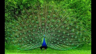 Peacocks and Peahens in flight compilation  Peacock and Peahen flying [upl. by Steen]