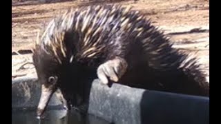 Echidnas  egglaying mammals [upl. by Enneirb]