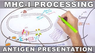 MHCI Processing  Antigen Processing and Presentation [upl. by Maurice]