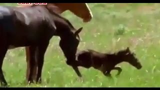 horse kills foal after birth [upl. by Hafital]