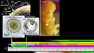 Döllenme ve Embriyonun Gelişim Evreleri Biyoloji [upl. by Rona363]