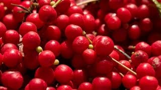 Health Benefits Of Schizandra Berry [upl. by Rolan]