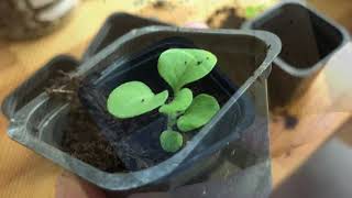 Time to transplant my petunia seedlings  growing petunias from seeds [upl. by Eerahc]