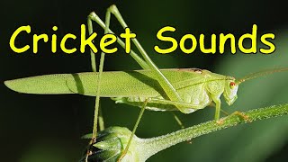 Cricket Sounds 3 different sounds [upl. by Gotcher612]