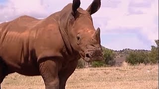 Raging Rhino Charge  Vet Safari  BBC Earth [upl. by Nosneh252]