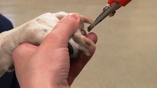 How to Trim Dogs Nails  Canine Nail Trim [upl. by Airet]