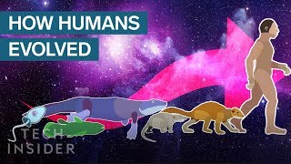 Incredible Animation Shows How Humans Evolved From Early Life [upl. by Seagrave]