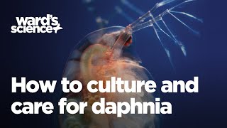 Caring and Culturing for Daphnia [upl. by Niarb]