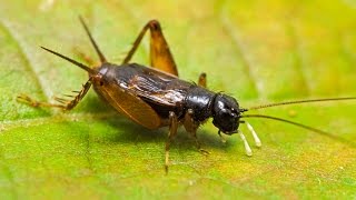 Loud Sounds of Crickets Chirping  HD Audio [upl. by Aramac]